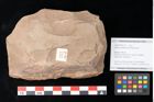 Foto (Objekt + Etikett) von Quercus palaeoilex Ettingshausen (NHMW-GEO-2024-0188-0777)